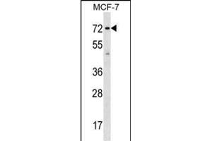 SGOL1 Antibody (Center) (ABIN1538328 and ABIN2848844) western blot analysis in MCF-7 cell line lysates (35 μg/lane).