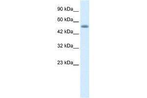 Image no. 1 for anti-Nucleobindin 1 (NUCB1) (C-Term) antibody (ABIN2792698)