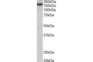 Image no. 1 for anti-Zinc Finger, CCHC Domain Containing 11 (ZCCHC11) (Internal Region) antibody (ABIN870646)