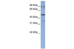 Image no. 2 for anti-DAZ Associated Protein 1 (DAZAP1) (Middle Region) antibody (ABIN2779144)