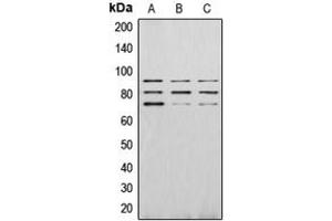 Image no. 1 for anti-P21-Activated Kinase 4 (PAK4) (C-Term), (pSer474) antibody (ABIN2705100)