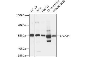 LPCAT4 抗体  (AA 345-524)