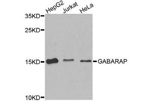 GABARAP antibody  (AA 1-100)