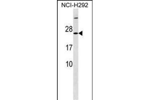 MRPS23 Antibody (Center) (ABIN1538455 and ABIN2849850) western blot analysis in NCI- cell line lysates (35 μg/lane).