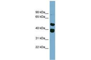 Image no. 1 for anti-Tripartite Motif Containing 49 (TRIM49) (AA 359-408) antibody (ABIN6744234)