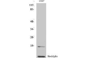 Image no. 2 for anti-Neural Precursor Cell Expressed, Developmentally Down-Regulated 8 (NEDD8) (N-Term) antibody (ABIN3185811)