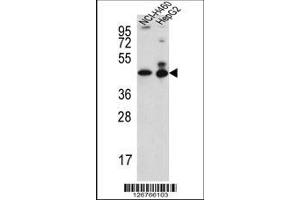 Image no. 1 for anti-Actin-Like 6B (ACTL6B) (AA 42-70), (N-Term) antibody (ABIN651520)