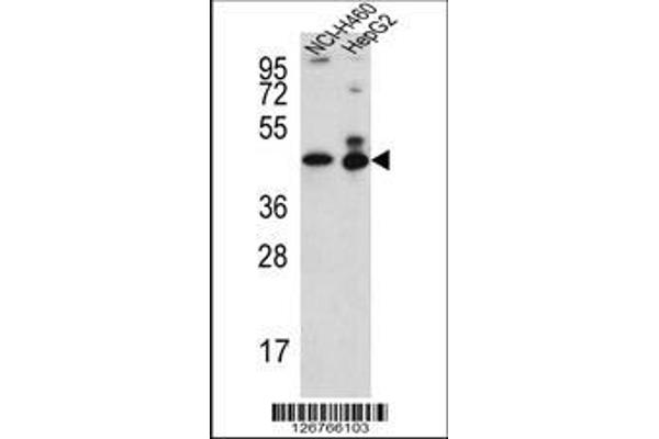 anti-Actin-Like 6B (ACTL6B) (AA 42-70), (N-Term) antibody