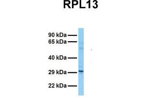 Image no. 3 for anti-Ribosomal Protein L13 (RPL13) (C-Term) antibody (ABIN2778677)