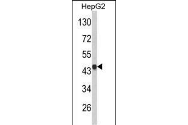 VPS26A Antikörper  (AA 263-291)