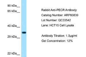 Image no. 1 for anti-Peroxisomal Trans-2-Enoyl-CoA Reductase (PECR) (C-Term) antibody (ABIN2788603)