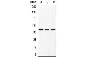 Image no. 1 for anti-alpha-2-Glycoprotein 1, Zinc-Binding (AZGP1) (Center) antibody (ABIN2707262)
