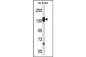Western blot analysis in Mouse liver tissue lysates (35ug/lane) using RPS6KC1 Antibody (N-term) Cat.