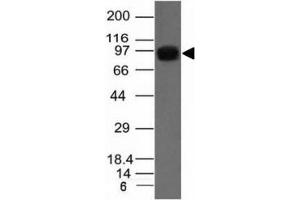 Image no. 3 for anti-Nucleolin (NCL) antibody (ABIN3025707)