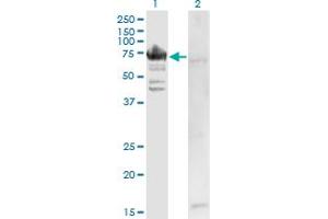 Image no. 1 for anti-Arginyl-tRNA Synthetase (RARS) (AA 1-660) antibody (ABIN519648)