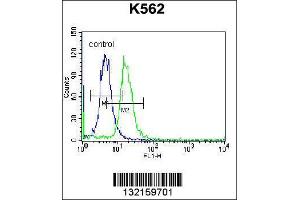 Image no. 3 for anti-Chemokine (C-C Motif) Ligand 17 (CCL17) (AA 553-582), (C-Term) antibody (ABIN656554)