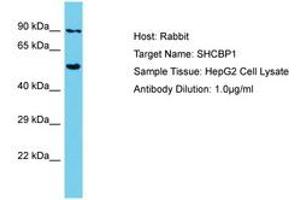 SHCBP1 anticorps  (AA 526-575)