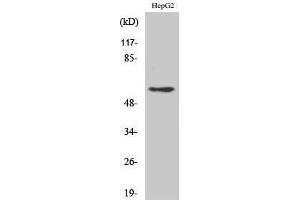 Image no. 1 for anti-Disabled Homolog 1 (Drosophila) (DAB1) (Ser296) antibody (ABIN3184244)
