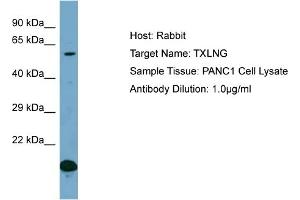 Image no. 1 for anti-Taxilin gamma (TXLNG) (C-Term) antibody (ABIN2787125)