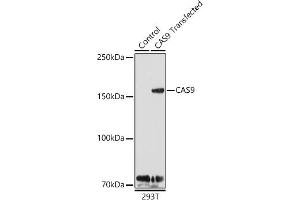 Western Blotting (WB) image for anti-CRISPR-Cas9 antibody (ABIN7266523)