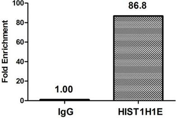 HIST1H1E anticorps  (acLys51)