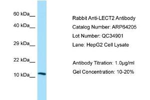 Image no. 1 for anti-Leukocyte Cell-Derived Chemotaxin 2 (LECT2) (N-Term) antibody (ABIN2789766)