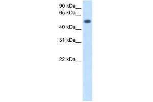 Image no. 1 for anti-Torsin Family 3, Member A (TOR3A) (Middle Region) antibody (ABIN2777761)