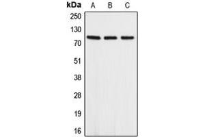 Image no. 2 for anti-Amyloid beta (A4) Precursor-Like Protein 2 (APLP2) (Center) antibody (ABIN2705484)
