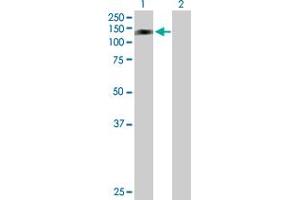 Image no. 1 for anti-Regulatory Factor X 6 (RFX6) (AA 1-928) antibody (ABIN531391)