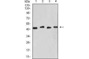 Image no. 4 for anti-Keratin 19 (KRT19) (AA 274-400) antibody (ABIN5542469)
