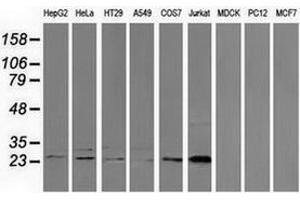 Image no. 3 for anti-ClpP Caseinolytic Peptidase, ATP-Dependent, Proteolytic Subunit Homolog (E. Coli) (CLPP) antibody (ABIN2718662)