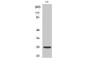 Image no. 1 for anti-Tetraspanin 8 (TSPAN8) (Internal Region) antibody (ABIN3187231)