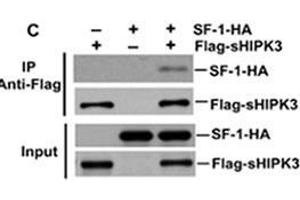 Image no. 1 for anti-Homeodomain Interacting Protein Kinase 3 (HIPK3) (AA 1127-1156), (C-Term) antibody (ABIN391779)