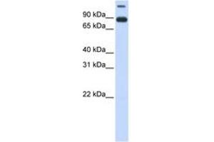 Image no. 1 for anti-Transmembrane Protein 48 (TMEM48) (AA 324-373) antibody (ABIN6740960)