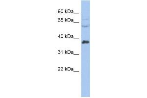 Image no. 1 for anti-RNA-binding protein Raly (RALY) (Middle Region) antibody (ABIN633260)