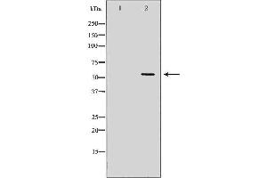 Image no. 2 for anti-Karyopherin (Importin) alpha 4 (KPNA4) (C-Term) antibody (ABIN6262864)