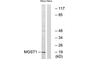Image no. 1 for anti-Microsomal Glutathione S-Transferase 1 (MGST1) (AA 42-91) antibody (ABIN1535019)