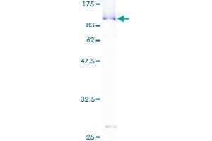 Image no. 1 for Cleavage Stimulation Factor, 3' Pre-RNA, Subunit 2, 64kDa (CSTF2) (AA 1-577) protein (GST tag) (ABIN1350609)
