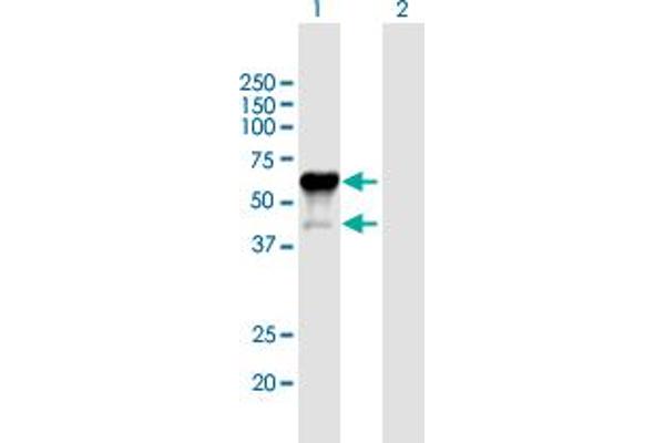anti-Purinergic Receptor P2X, Ligand-Gated Ion Channel, 4 (P2RX4) (AA 1-388) antibody