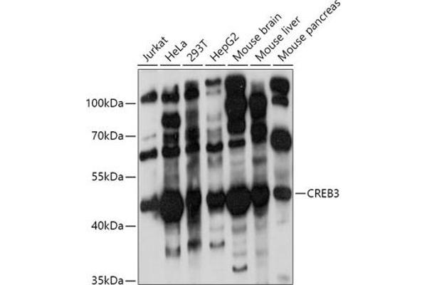 CREB3 antibody  (AA 1-230)