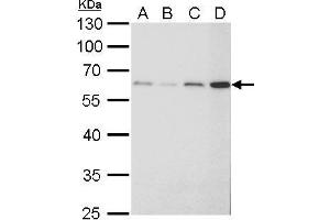 Image no. 4 for anti-Fibroblast Growth Factor Receptor-Like 1 (FGFRL1) (Center) antibody (ABIN2855700)