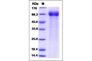 Image no. 1 for ADP-Ribosyltransferase 4 (Dombrock Blood Group) (ART4) (AA 31-300) protein (Fc Tag) (ABIN2010070)
