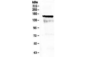 Image no. 1 for anti-Fms-Related tyrosine Kinase 3 (FLT3) (AA 62-295) antibody (ABIN5518988)