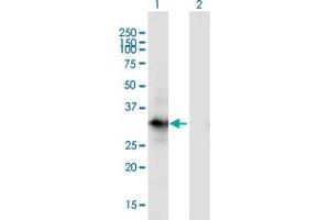 Image no. 2 for anti-WD Repeat Domain 83 (wdr83) (AA 171-262) antibody (ABIN529646)