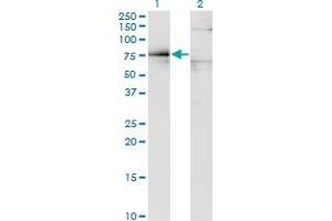 Image no. 1 for anti-Dystrophin (DMD) (AA 1-635) antibody (ABIN515027)