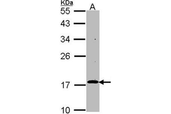RGS17 antibody  (AA 148-160)