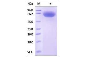 Image no. 2 for CD33 (CD33) (AA 18-259) protein (Fc Tag) (ABIN2180758)