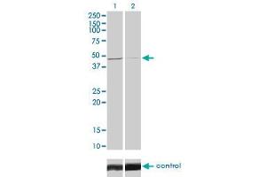 Image no. 3 for anti-Tribbles Homolog 3 (Drosophila) (TRIB3) (AA 56-145) antibody (ABIN566162)