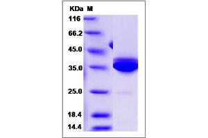 Image no. 1 for Statherin (STATH) (AA 1-62) protein (Fc Tag) (ABIN2005866)