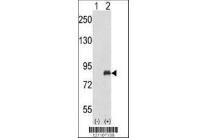 Image no. 1 for anti-Adrenergic, Beta, Receptor Kinase 2 (ADRBK2) (AA 29-57), (N-Term) antibody (ABIN653036)